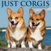 Corgis 2026 12 X 12 Wall Calendar