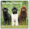 Newfoundlands Neufundländer 16-Monats 2026