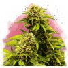 Nirvana - Super Skunk 10 ks - Semená neobsahujú THC