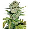 Sensi Seeds Cannabis Seeds Super Skunk Automatic Feminized by White Label, 3-10 ks 10 ks
