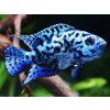 Aquascaperi Cichlazoma perleťová Modrá - Cichlasoma / blue jack dempsey