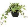 Brečtan bielo panašovaný FloraSelf Hedera helix 'Kolibri' Ø kvetináče 13 cm