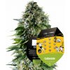 Royal Queen seeds Corkscrew Auto Mike Tyson neobsahují THC 3 ks