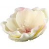 Eustoma béžovoružová