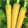 Mrkva Táborská žltá - Daucus carota - predaj semien - 150 ks