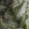 Pyramid Seeds Auto Shark semena neobsahuji THC 50 ks