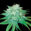 DNA Genetics - The Stinking Rose 5 ks - semená neobsahujú THC
