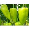 PAPRIKA POSONIUM F1 1000 semien