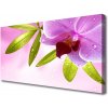 Obraz na plátne Kvet listy rastlina 100x50 cm