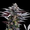 Silent Seeds - Pink Sunset 3 ks - semená neobsahujú THC