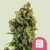 Royal Queen Seeds - Sour Diesel 10 ks - Semená neobsahujú THC