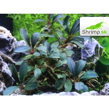 Bucephalandra Deep purple