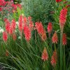 Mnohokvet Nancy Red - Kniphofia - voľnokorenné sadenice mnohokvetu - 1 ks