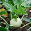 Kaleráb Korfu F1 - Brassica oleracea L. - semená - 50 ks