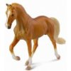 Klacz rasy stallion golden palomino