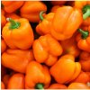 Paprika Snack Orange - Capsicum annuum - predaj semien paprík - 6 ks