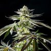 Kannabia Seeds - Apple & Bananas 10 ks - semená neobsahujú THC