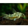 Pancierníček škrvrnitý - Corydoras paleatus