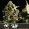 Blimburn Seeds Feminizované semená kanabisu Critical Daddy 9 ks