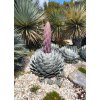 Agave parryi var. huachucensis 'Wakefield' semená počet kusov v balení: 10 ks v balení