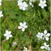 Klinček slzičkový biely - Dianthus deltoides - semená klinčeka - 100 ks