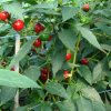 Koral (semená) chilli