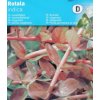 Vodní rostliny - Rotala indica