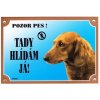 Farebná ceduľka Pozor pes Jazvečík dlhosrstý