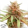 Dutch Passion Durban Dew neobsahuje THC 3 ks