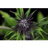 Seedsman Pink Kush CBD 30:1 samonakvétací semínka 5 ks Seedsman neobsahuje THC 5 semen