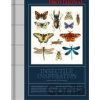 Insectile Inspiration Insects in Art and Illustration