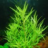 AQZ Pogostemon Yatabeanus Rastliny: /in-Vitro LAB Ø 7 cm/
