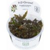 Tropica Cryptocoryne wendtii 'Mi Oya' 1-2 Grow!