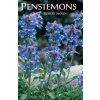 Penstemons