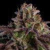 KMINTZ - feminizované semená, 5 ks, Ripper Seeds