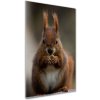 Vertikálny foto obraz akrylový na stenu Veverka 50x100 cm