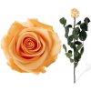 Stabilizovaná ruža - broskyňová (Voľné balenie , Peach)