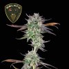 Seedsman - Gelato 41 BX 1 ks - Semená neobsahujú THC