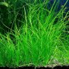 Vallisneria nana (Zväzok Ø 2,5 cm)