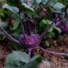 BIO Kaleráb Blaro - Brassica oleracea var. gongylodes - bio semená kalerábu - 50 ks