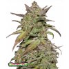 Fast Buds Konopné semienka Smoothie Auto 5 ks