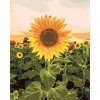 ZUTY Maľovanie podľa čísel - ÚŽASNÁ SLNEČNICA Rámovanie: vypnuté plátno na rám, Rozmer: 80x100 cm