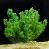 Egeria najas