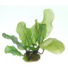 Aponogeton madagascariensis