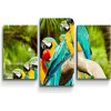Sablio Obraz - 3-dílný Papagáje na konáry - 75x50 cm