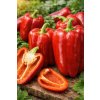 Paprika 'Rafaelus F1' 15 s
