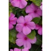 Vinca Catharanthus roseum vzpriamená vinca Titan Series F1 Lilac 1000 semien