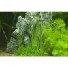 Eriocaulon cinereum 1-2 Grow!