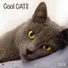 Kalendár 2026 Cool Cats, 30 x 30 cm