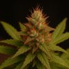 Propaganja Seeds - Pineapple Magnum 5 ks - semená neobsahujú THC